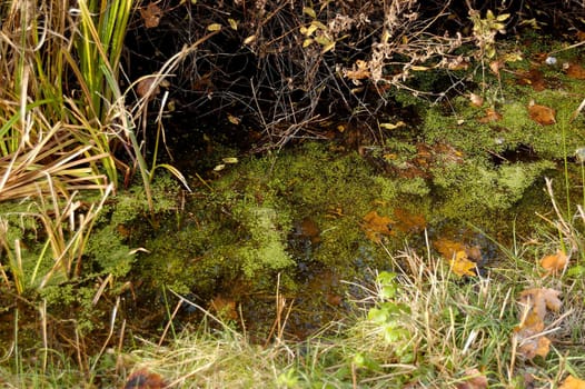 A pond partially overgrown with duckweed, framed by grass and illuminated by specks of sunlight.
