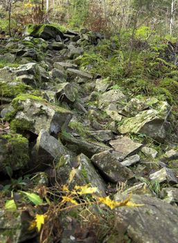 Moss-grown stones form a path leading uphill
