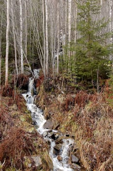 A forest creek flowing from a birch thiket and forming a rapid waterfall
