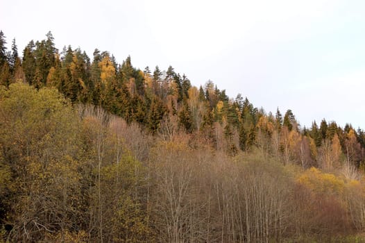 A multicoloured treeline slope
