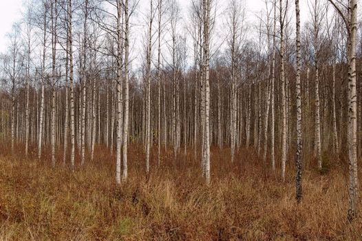 A thicket of birch trees during autumn.
