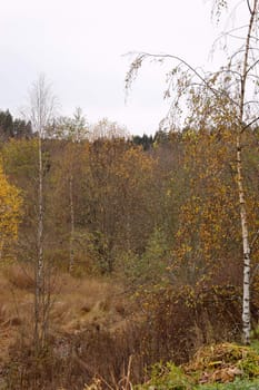 An idyllic autumn scene with a creek and a birch
