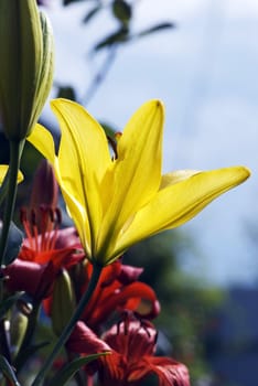 yellow and Red Lily flowers