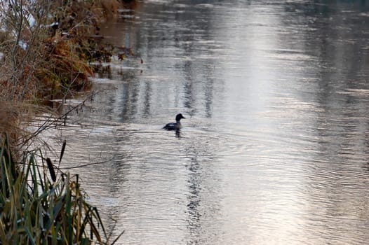 Water surface with reflections and a single silhoutted drake on it.
