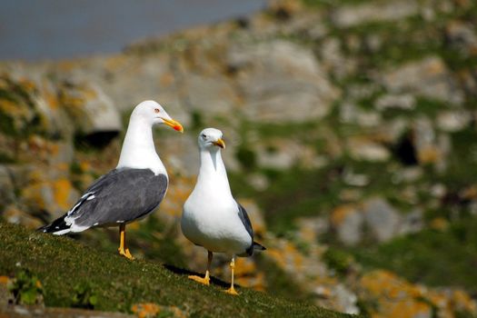 twoo sea gulls on the rock, horizontally framed shot