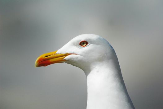 neck and head of sea gull, horizontally framed shot