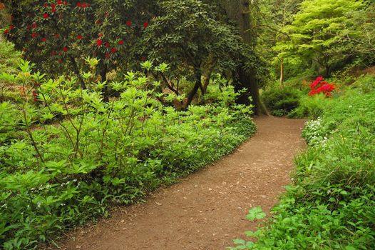 a path in cardiff park in spring time with red blooms and green bushes