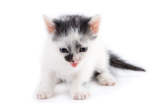 close-up black and white kitten mewing