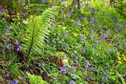 forest spring meadow with grass, fern and beautiful flowers