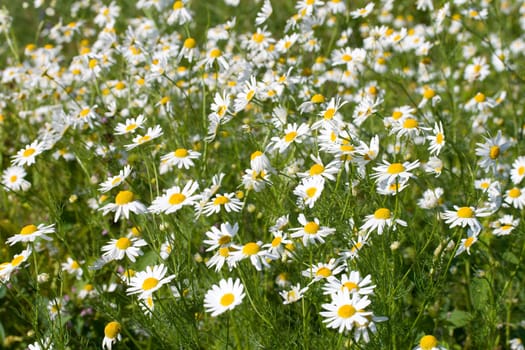 field of wild chamomiles