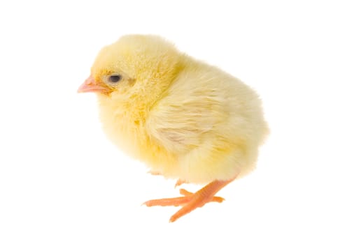 single small yellow chick, isolated on white