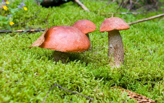 close-up orange-cap boletus mushrooms in forest