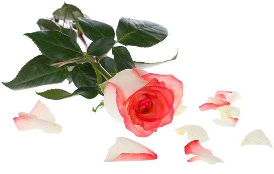 close-up pink and white rose with scattered petals, isolated