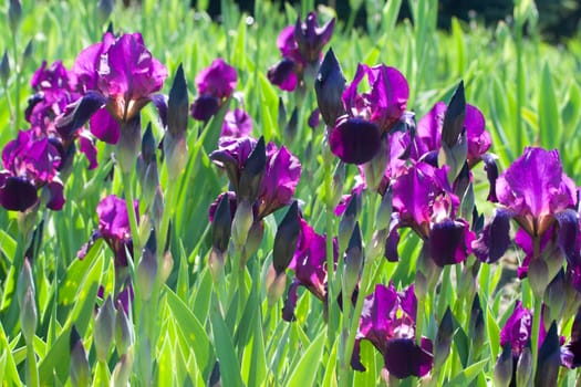 close-up purple irises on field