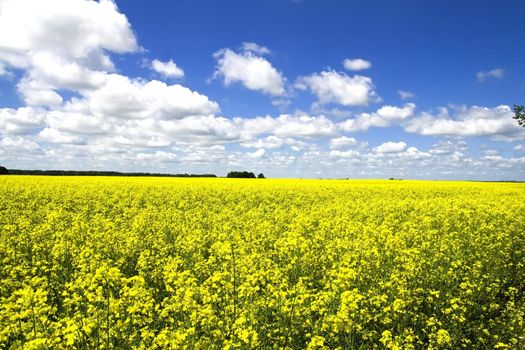 Yellow canola field in Lithuania - Europe