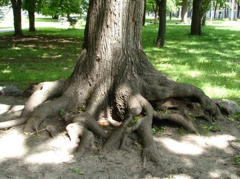 Chaos of old textured tree roots