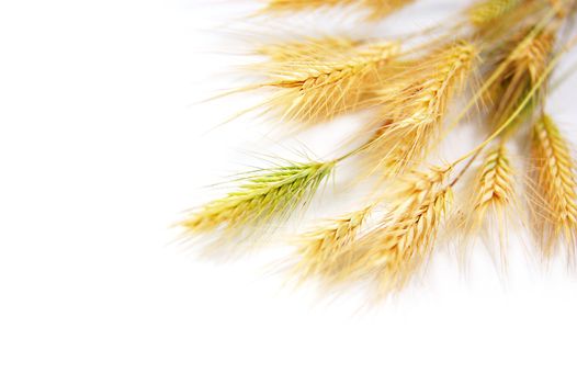 some wheat isolated on white