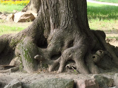 Chaos of old textured tree roots