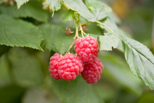 ripe raspberries branch on green grass background