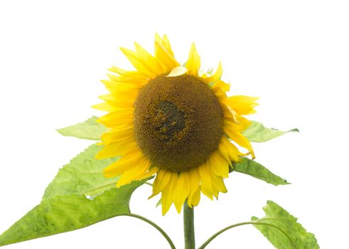 ripe sunflower, isolated on white