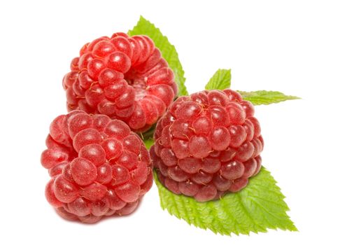 tree ripe raspberries on leaves, isolated on white