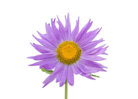 close-up violet aster flower macro shot, isolated on white