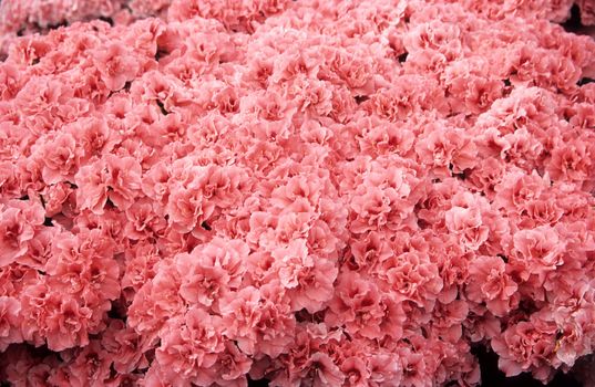 Close up of pink Azalea bushes at the Royal Gardens in Laeken, Belgium