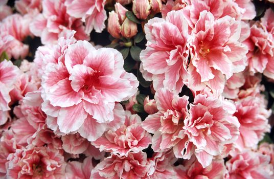 Close up of pink Azalea bushes at the Royal Gardens in Laeken, Belgium.