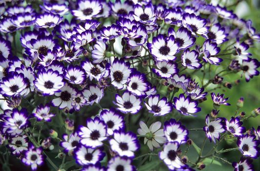 Blue tipped white flowers decorate the Royal Botanical Gardens in Laeken, Belgium.