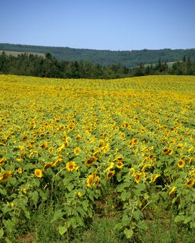 Field of Sunflowers in Nova Scotia, Canada. 