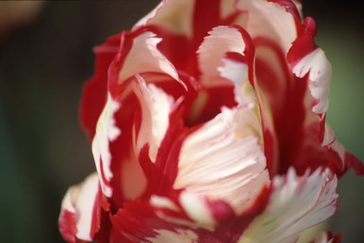 Macro red and white parrot tulip