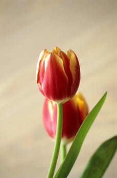 Beautiful spring tulips on neutral background.