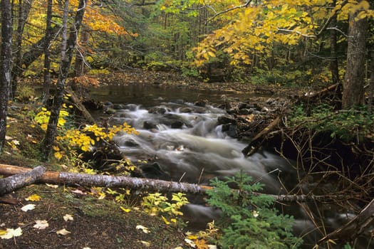 A peaceful stream runs near hiking trails in the Cape Breton Highlands National Park in Nova Scotia, Canada, surrounded by autumn colour.