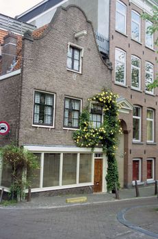 A tradional brick house in Amsterdam with climbing roses surrounding a window.
