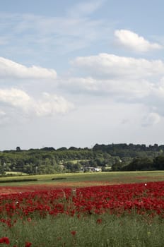 A field of poppies in the Kent countryside