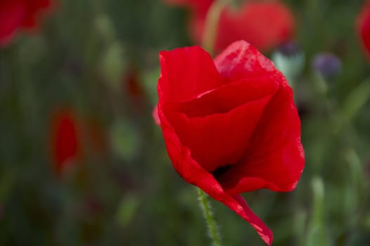 A poppy in a field of green corn