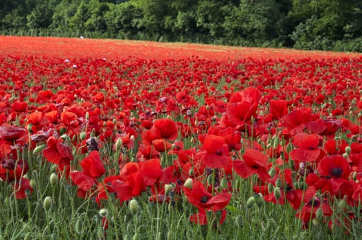 A field of poppies in the Kent countryside