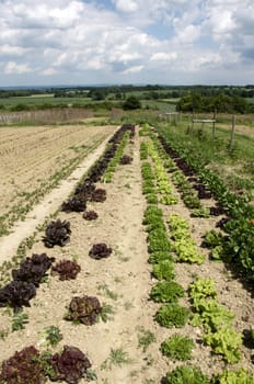 A vegetable garden in the Kent countryside