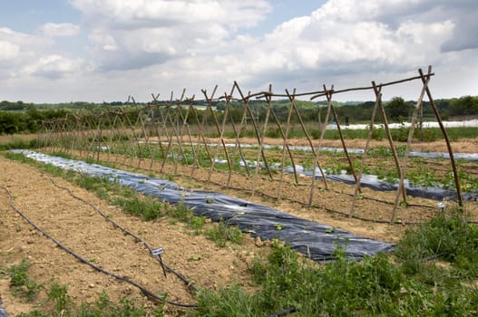 A vegetable garden  in the Kent countryside