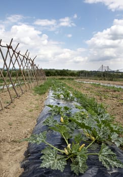 A vegetable garden in the Kent countryside