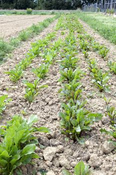 A vegetable garden in the Kent countryside