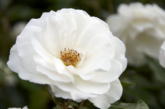 A close up detail of a white rose