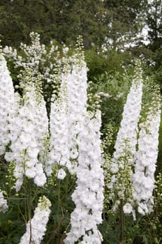 White delphiniums with a green background