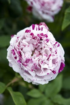 A pink and white rose with a green background