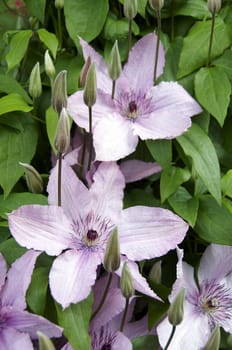 Detail of a clematis plant in flower with green background