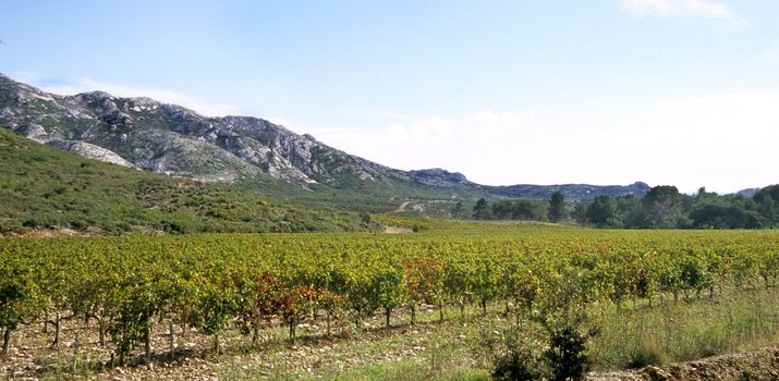 Vines grow in the rocky soil of the Alpille mountain range in Southern France.