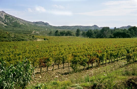 Vines grow in the rocky soil of the Alpille mountain range in Southern France.