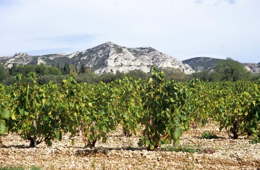 Vines grow in the rocky soil of the Alpille mountain range in Southern France.