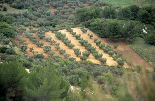 An aerial view of olive groves in Les-Baux-de-Provence.
