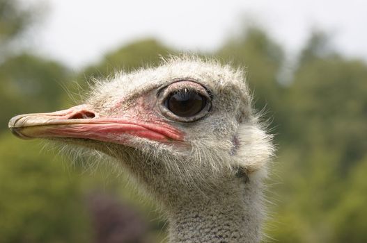 A portrait of an Ostrich with background out of focus